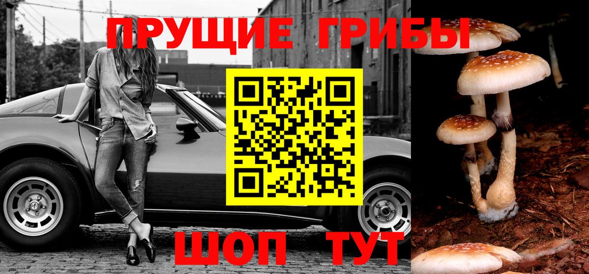 Галлюциногенные грибы Psilocybine cubensis Кингисепп